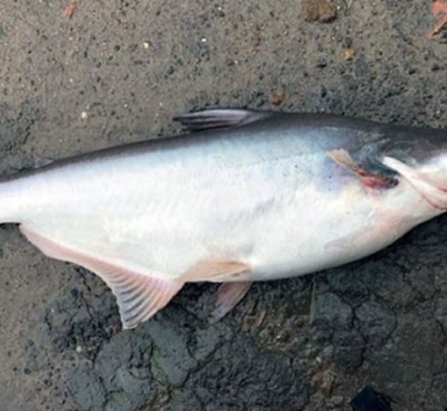 dac-diem-sinh-hoc-ca-tra-1