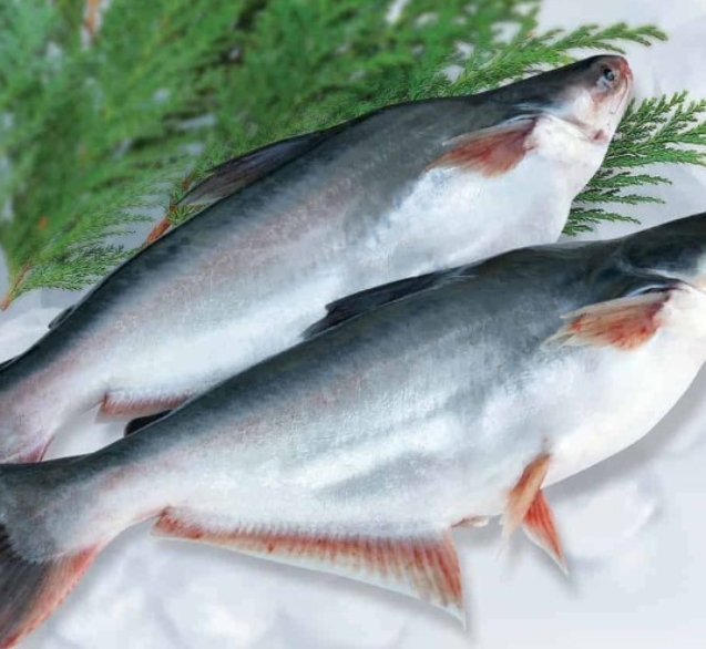 dac-diem-sinh-hoc-ca-tra-2