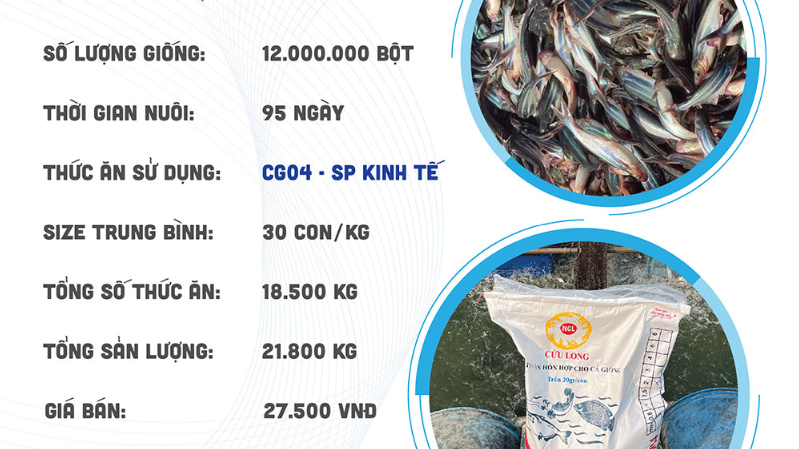 hieuquanuoitrongaoanhmy