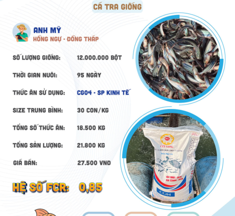 hieuquanuoitrongaoanhmy