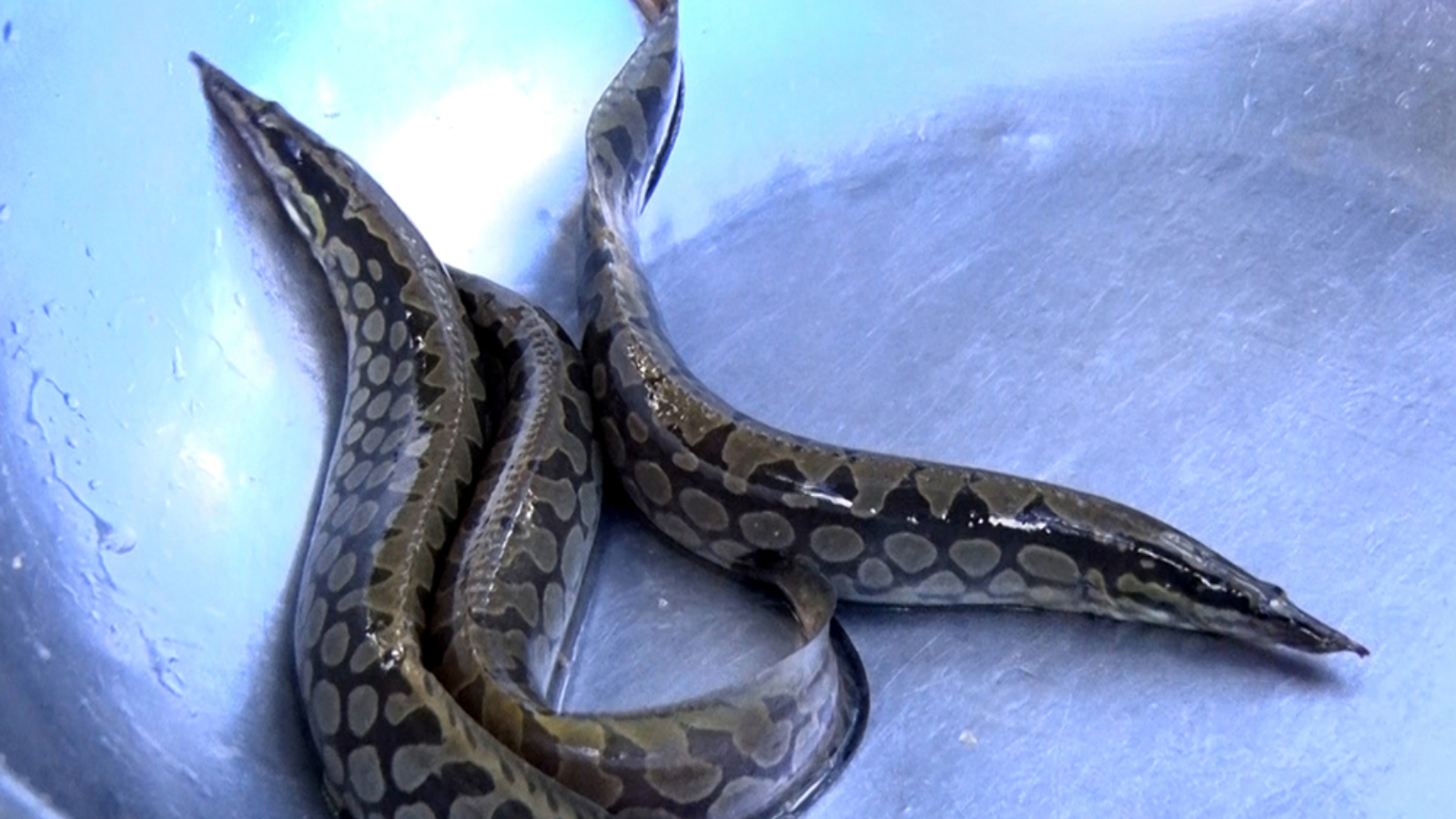 ky-thuat-nuoi-ca-chach-lau-o-cac-mo-hinh-khac-nhau-01