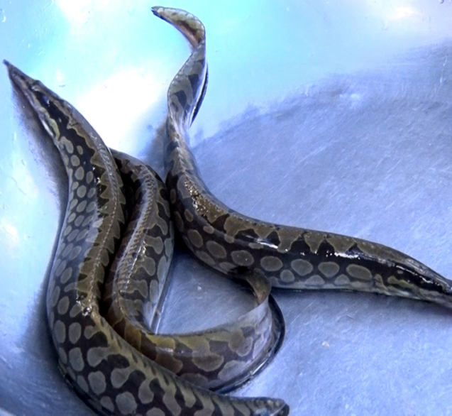 ky-thuat-nuoi-ca-chach-lau-o-cac-mo-hinh-khac-nhau-01