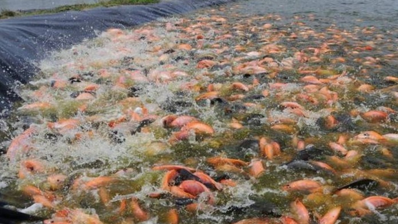 ky-thuat-nuoi-ca-dieu-dong-hieu-qua