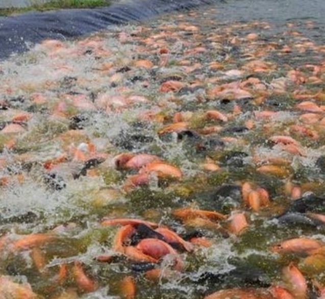 ky-thuat-nuoi-ca-dieu-dong-hieu-qua