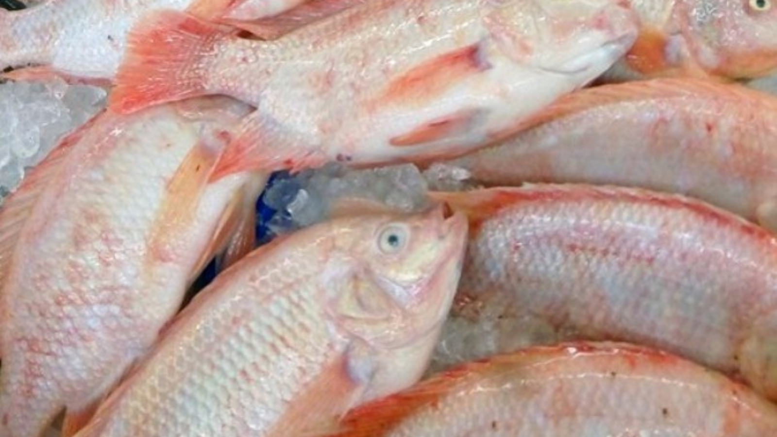 ky-thuat-nuoi-ca-dieu-dong-hieu-qua-cao