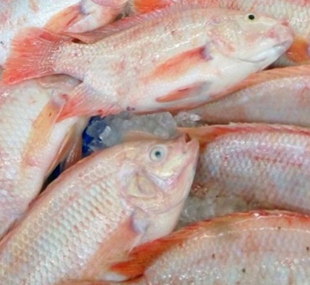 ky-thuat-nuoi-ca-dieu-dong-hieu-qua-cao