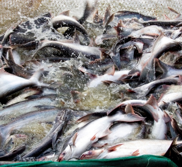 ky-thuat-nuoi-ca-tra-dung-chuan-an-toan-sinh-hoc-ca-tra-2-fwk300-1