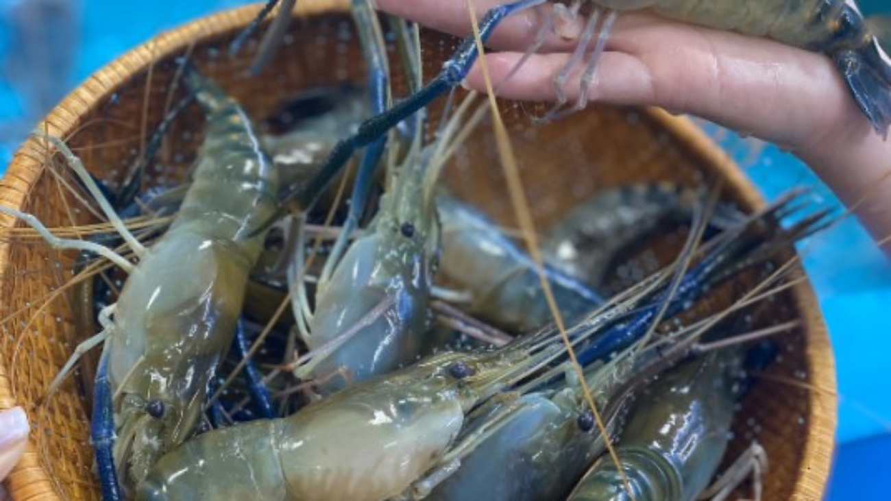 ky-thuat-nuoi-tom-cang-xanh-hieu-qua