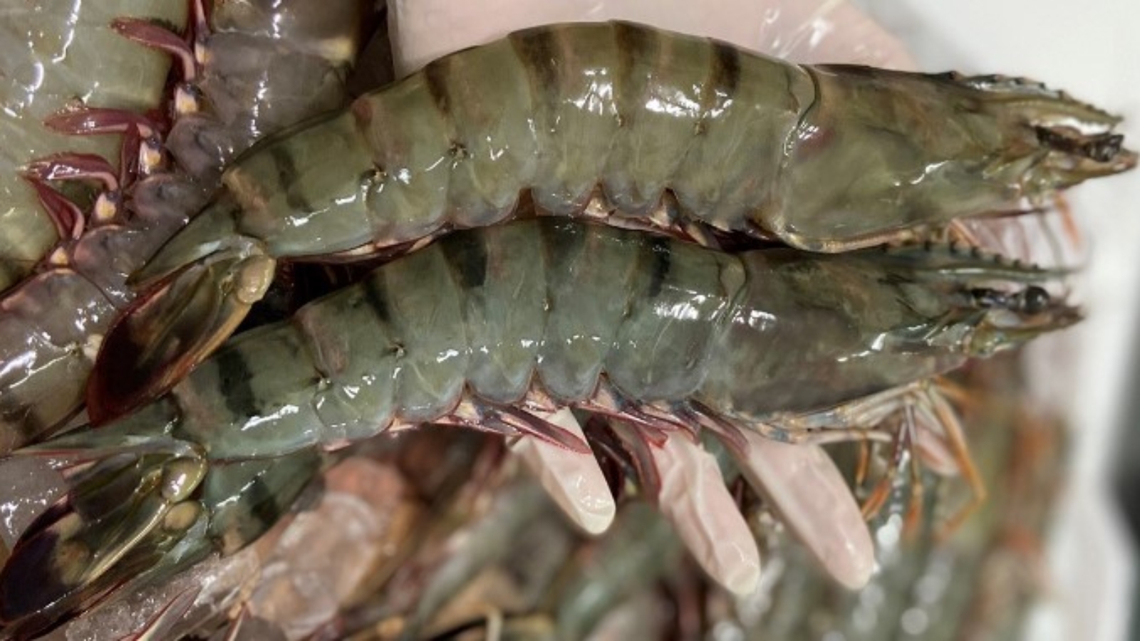 ky-thuat-nuoi-tom-su