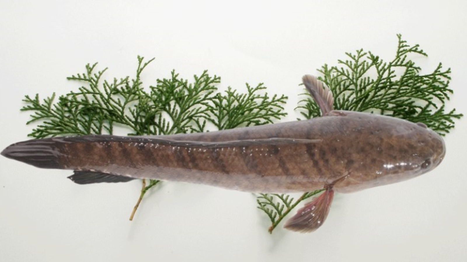 mo-hinh-nuoi-ca-loc-thuong-pham