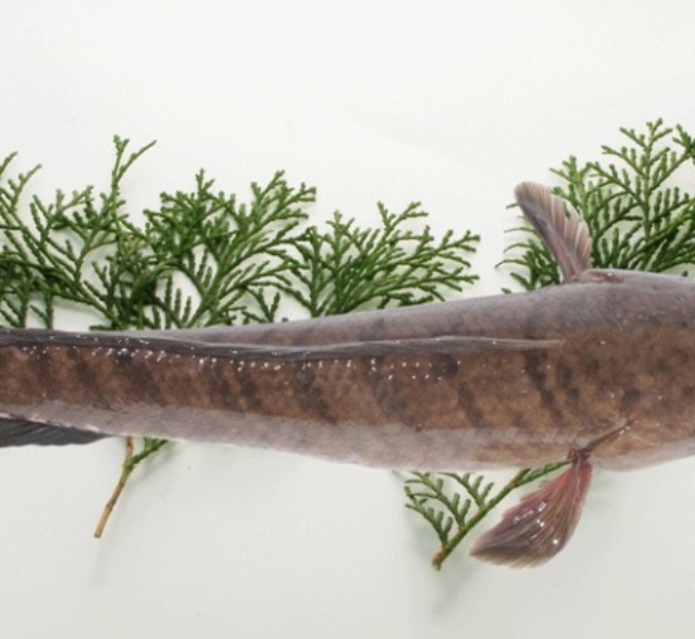 mo-hinh-nuoi-ca-loc-thuong-pham