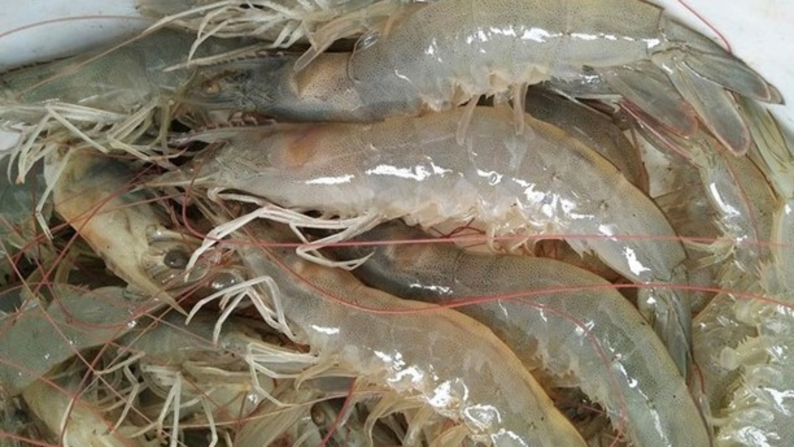 mo-hinh-nuoi-tom-the-chan-trang