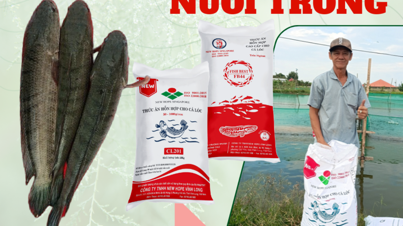 ws-chú Nhân - TL02